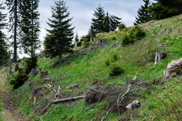 Wild bald empty forest with cut dry spruce trees and scattered abandoned broken branches and mountain green spring vegetation against a blue cloudy bright sky