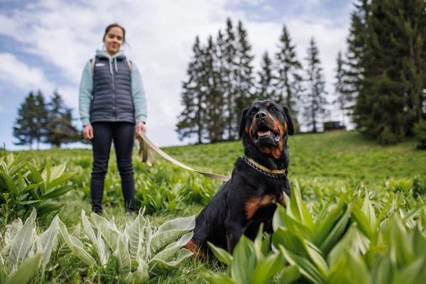 Primer Plano Perro Negro Pedigreed Bien Educado Amigo Raza Rottweiler —  Fotos de Stock