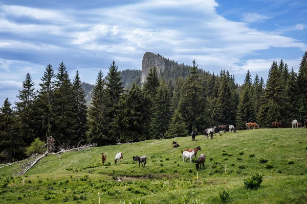 Herd of wild hungry variegated horses that eat fresh spring thick grass, drink cool clear water and graze in meadow with tall lush prickly fir trees against backdrop of rocky mountains and cloudy sky