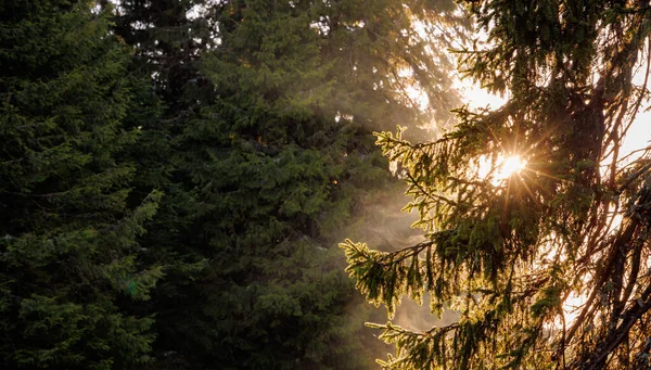Bright morning or evening spring sun rays shine through fluffy long prickly branches of green dark tall fir trees and through foggy odorous pollen of those fir trees, above fresh spring grass