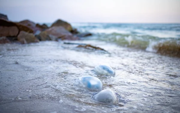 Large Number Dead Nasty Jellyfish Lie Sandy Shore Strewn Jellyfish — Stock Photo, Image