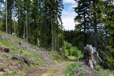 Kuru ladin ağaçları ve dağılmış terk edilmiş dalları ile vahşi kel orman ve mavi bulutlu parlak gökyüzüne karşı dağ yeşil bahar bitkisi