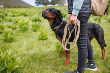 Siyah, soylu, eğitimli köpek dostu Rottweiler 'ın elinde metal bir tasma ve uzun bir tasmayla dağ bitkisi olan yeşil bir çayırda, bilinmeyen genç metresinin yanında duruyor.