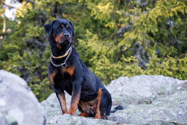 Великий Зацікавлений Домашній Собака Породи Ротвейлер Сидить Виступі Високої Скелястої — стокове фото