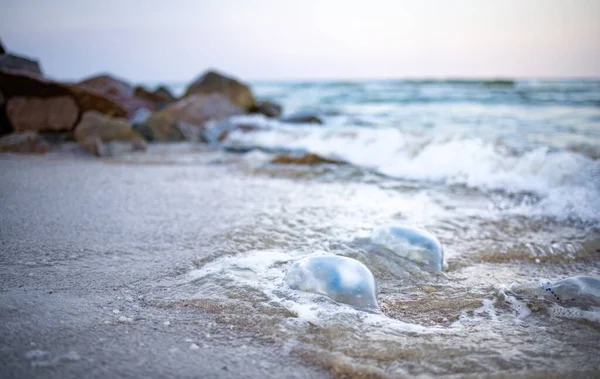 Large Number Dead Nasty Jellyfish Lie Sandy Shore Strewn Jellyfish — Stock Photo, Image