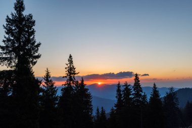 Rodop Dağları 'nın dağlık bitkisel yamaçlarında, dikenli köknar ağaçlarının koyu yoğun uzun siluetleri, parlak günbatımının arka planında, çok renkli akşam gökyüzünün