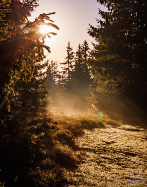 Parlak sabah ya da akşam güneş ışınları yeşil uzun dikenli dallar arasında parıldıyor. Uzun koyu köknar ağaçları ve taze bahar çimlerinin üzerinde, o köknar ağaçlarının sisli kokulu polenleri arasında.