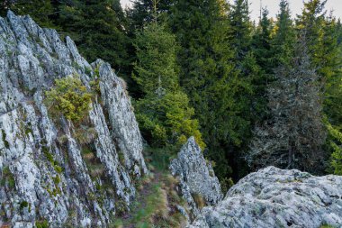 Yoğun yeşil ladin ormanı, yüksek dikenli köknar ağaçları, dik yamaçlarda kayalık Rodop Dağları dağ vadisindeki dağ bitkileriyle kaplı, parlak bahar güneşi ile aydınlatılır.