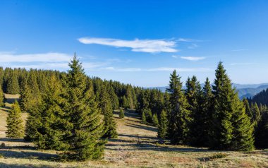 Evergreen bahar ormanı, yüksek taze dikenli köknar ağaçları ve çeşitli çiçek açan küçük dağ bitkileriyle Rodop Dağları 'nda mavi bulutlu gökyüzünün arka planına karşı küçük, vahşi bir tepenin yamacında.