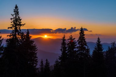 Rodop Dağları 'nın dağlık bitkisel yamaçlarında, dikenli köknar ağaçlarının koyu yoğun uzun siluetleri, parlak günbatımının arka planında, çok renkli akşam gökyüzünün