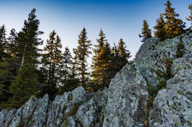 Yoğun yeşil ladin ormanı, yüksek dikenli köknar ağaçları, dik yamaçlarda kayalık Rodop Dağları dağ vadisindeki dağ bitkileriyle kaplı, parlak bahar güneşi ile aydınlatılır.