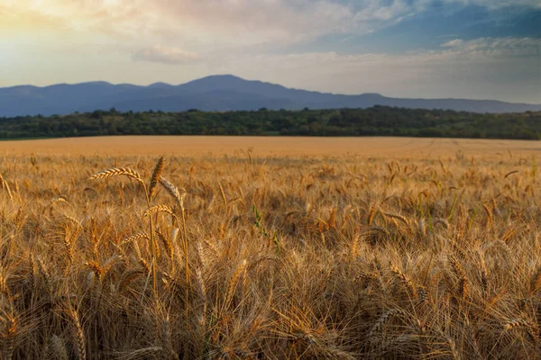 Дуже Вузька Звивиста Дорога Проходить Через Густе Поле Пшениці Фермера — стокове фото