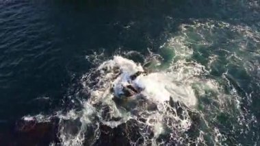 Kuşlar, açık mavi, güneşli bir günde açık mavi bir gökyüzünün altında Karadeniz 'in mavi dalgalı yüzeyindeki kayalık, ıslak bir çıkıntıya bakar ve yan bakar. UHD 4K video gerçek zamanlı