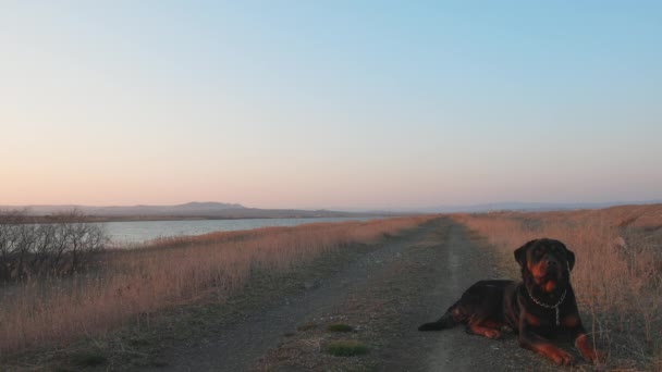 Sad Beautiful Attentive Dog Rottweiler Breed Lies Sandy Beach Listens — Stock video