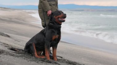 Kimliği belirsiz, titiz, sıcak elbiseli kadın hostes ellerini tutuyor ve Rottweiler cinsinin büyük itaatkar köpeği için güçlü metal bir tasma takıyor. 4K UHD yavaş çekim videosu