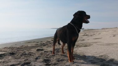 Rottweiler cinsinin güzel, gururlu büyük bir köpeği fırtınalı bir denizin arka planında kumlu bir sahilde oturur ve uzaklığa bakar. 4K UHD yavaş çekim videosu