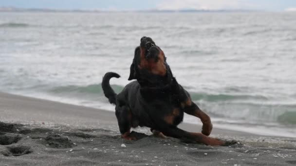 Alegre Divertido Perro Grande Volteretas Tontos Alrededor Una Playa Arena — Vídeo de stock