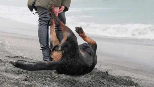 Cheerful Funny Big Dog Somersaults Fools Sandy Beach Blue Sea — Video Stock