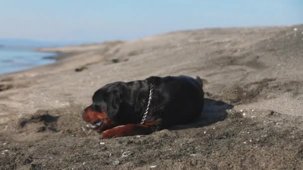 Wesoły Zabawny Duży Pies Salta Głupców Wokół Piaszczystej Plaży Pobliżu — Wideo stockowe