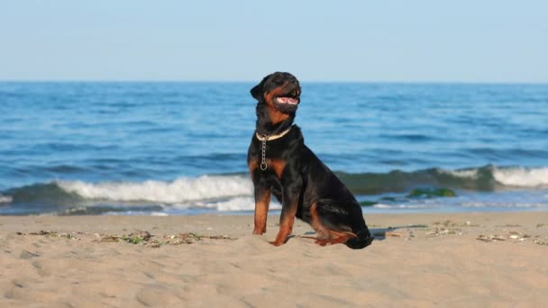 Cão Grande Orgulhoso Bonito Raça Rottweiler Senta Uma Praia Arenosa — Vídeo de Stock