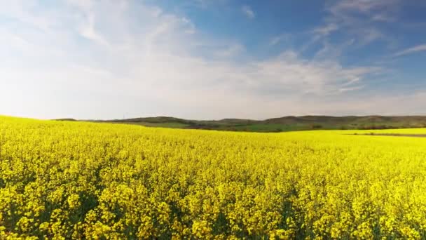Grandes Campos Flores Brillantes Con Una Pequeña Planta Primavera Amarilla — Vídeo de stock