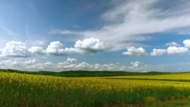 Bright Large Flowering Fields Yellow Spring Small Plant Mountain Meadow — Stock videók