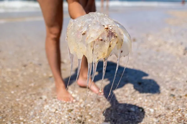 Cautious Curious Displeased Woman Holds Translucent Dead Dangerous Poisonous Jellyfish — Stock Photo, Image