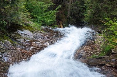 Dağdan taze, serin, hızlı, hızlı bir akarsu, koyu ladin ve yaprak döken ormanda, kayalık kayaların arasında akar.