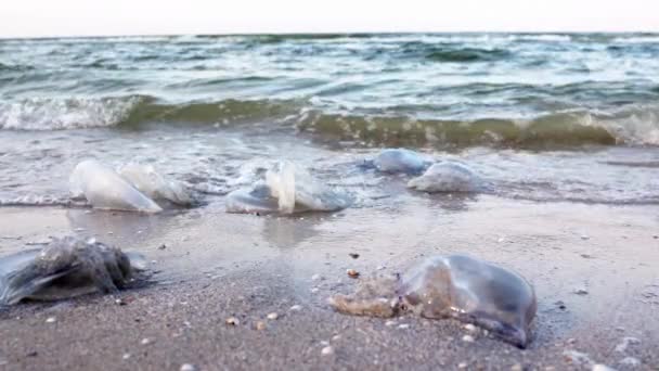 해파리가 떼지어 모래가 해변에는아자 저녁에 차가운 줄지어 해파리가 Uhd Slow — 비디오