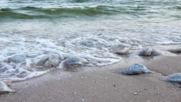 Gran Número Medusas Asquerosas Muertas Yacen Orilla Arenosa Esparcida Con — Vídeos de Stock