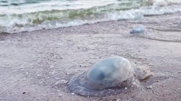 Large Number Dead Nasty Jellyfish Lie Sandy Shore Strewn Jellyfish — Vídeo de Stock