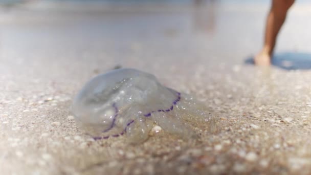 Küçük Dikkatli Bir Bebek Tehlikeli Denizanasına Dikkatlice Yaklaştı Kavurucu Güneşin — Stok video