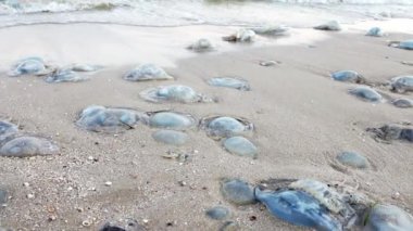 A large number of dead nasty jellyfish lie on the sandy shore strewn with jellyfish, lined with cold sea blue water on a warm evening windy evening on the Azav Sea. HD slow-mo video