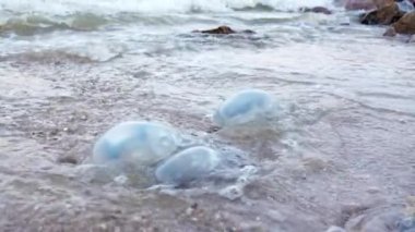 Azav Denizi 'ndeki sıcak bir akşamda soğuk deniz mavisi suyla kaplanmış, kumlu kıyılara yayılmış çok sayıda ölü iğrenç denizanası yatar. 4K UHD yavaş çekim videosu