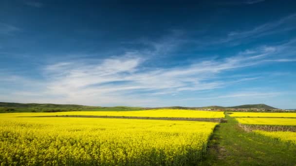 Bright Flowering Fields Yellow Spring Plant Balkan Mountain Meadow Valley — Stock Video