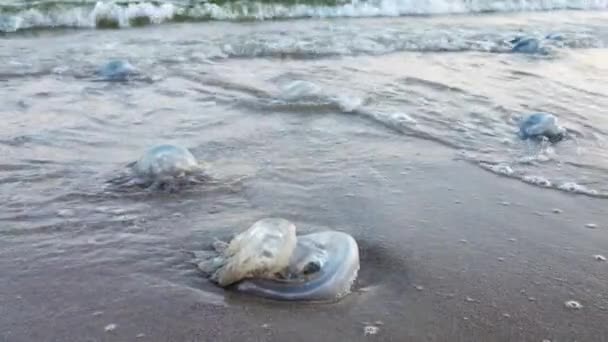 Large Number Dead Nasty Jellyfish Lie Sandy Shore Strewn Jellyfish — Stockvideo