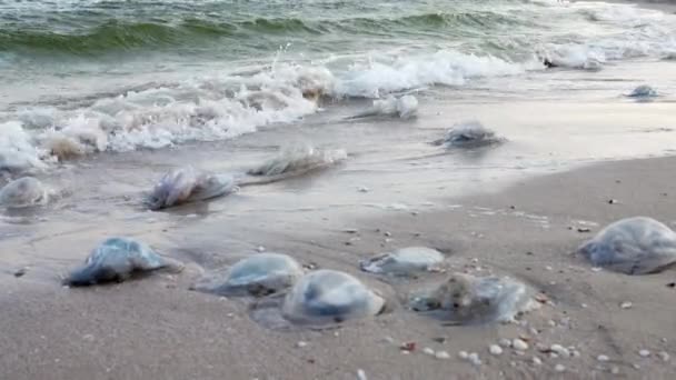 Large Number Dead Nasty Jellyfish Lie Sandy Shore Strewn Jellyfish — Stockvideo