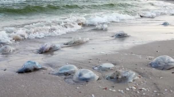 Grand Nombre Méduses Mortes Trouvent Sur Rivage Sablonneux Parsemé Méduses — Video