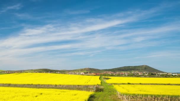 Bright Flowering Fields Yellow Spring Plant Balkan Mountain Meadow Valley — Stok video