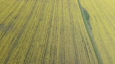 Parlak geniş çiçek tarlaları, dağda küçük bir bitki ve çayır vadisinde küçük boş bir köy ve bulutlu mavi gökyüzü. UHD 4K video gerçek zamanlı