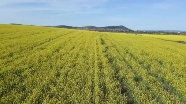 Bright Large Flowering Fields Yellow Spring Small Plant Mountain Meadow — Stockvideo
