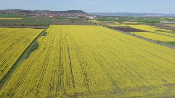 Bright Large Flowering Fields Yellow Spring Small Plant Mountain Meadow — Stockvideo