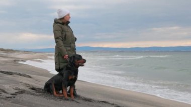 Kimliği belirsiz, titiz, sıcak elbiseli kadın hostes ellerini tutuyor ve Rottweiler cinsinin büyük itaatkar köpeği için güçlü metal bir tasma takıyor. 4K UHD yavaş çekim videosu