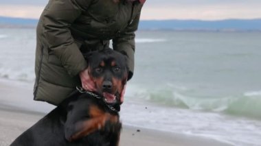 Sıcak ceketli bilinmeyen bir kız mavi fırtınalı denizin yanındaki kumlu sahilde duruyor ve sadık arkadaşının kulağının arkasını tırmalıyor. Rottweiler cinsinin büyük, eğitimli köpeği. 4K UHD yavaş çekim videosu