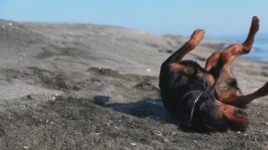 Neşeli, komik, büyük köpek taklaları ve kumlu bir sahilde, mavi dalgalı, 4K UHD yavaş çekim videosu