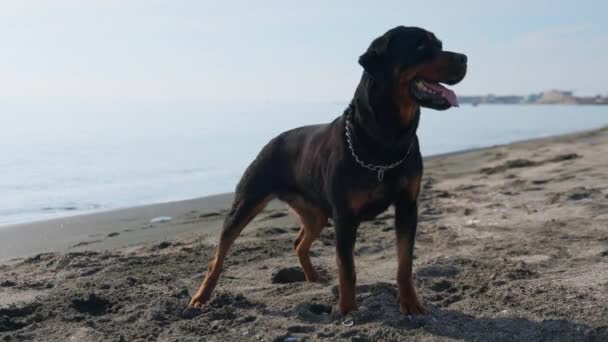 Cão Grande Orgulhoso Bonito Raça Rottweiler Senta Uma Praia Arenosa — Vídeo de Stock