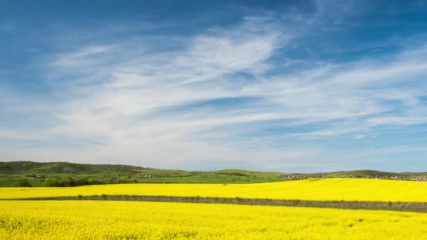 Bright Flowering Fields Yellow Spring Plant Balkan Mountain Meadow Valley — Stock video