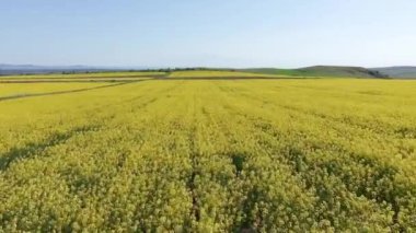 Bright large flowering fields with yellow spring small plant in mountain and meadow valley against backdrop of small empty old village and cloudy blue daytime sky. UHD 4K video realtime