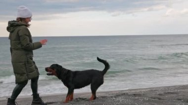 Kibar, nazik, ceket giyen bir hostes ve Rottweiler 'ın büyük sadık köpeğini deniz kenarındaki kumlu bir sahilde besliyor, 4K UHD yavaş çekim videosu.