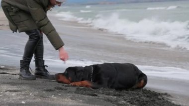 Neşeli, komik, büyük köpek taklalar atıyor ve kumlu bir sahilde beyaz dalgalar ve genç metresiyle taklalar atıyor. 4K UHD yavaş çekim videosu